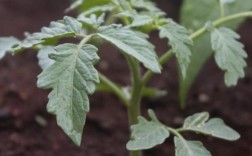 番茄露地秋冬种植技术