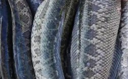 野生黑鱼怎么养？视频技术要点有哪些？