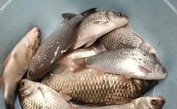 野生鲫鱼如何高效养殖？