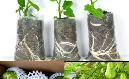 海南瓜种植技术与管理有哪些关键要点？