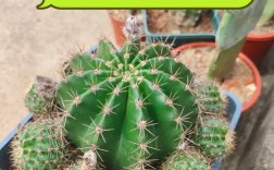 仙人球开花难？养护有啥秘诀？