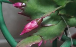 什么品种蟹爪兰长的快