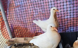 今日肉鸽乳鸽价格是涨还是跌？