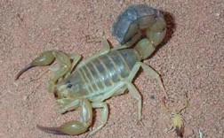 野生清水蝎子价格多少？