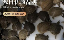 2025年甲鱼苗价格会涨还是跌？