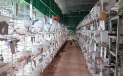 大肉鸽养殖技术视频有哪些关键要点？