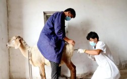 羊人工授精技术具体步骤有哪些？