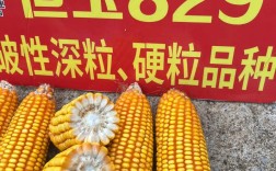 辽宁玉米种子高产品种有哪些推荐？