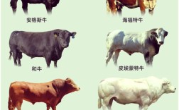 生长快体形大的牛品种有哪些？