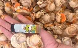 2025年莱州扇贝价格会涨还是会跌？