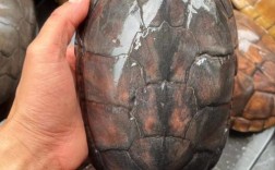 南北石金钱龟价格差异有多大？