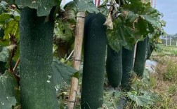 冬瓜种植视频有哪些关键技术要点？