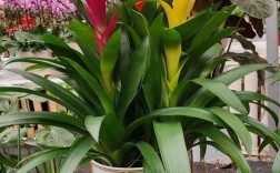 凤梨花有哪些常见品种？