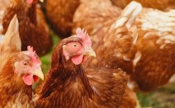 哪种蛋鸡品种产蛋量最高？