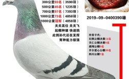 哪种鸽子品种繁殖力最强？