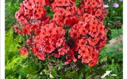 宿根福禄考究竟有哪些独特品种？它们各自的花色、花型与生长习性有何差异？