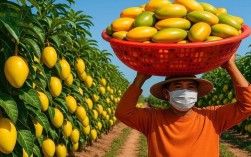 大棚芒果种植技术视频怎么学？