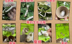 养蚕技术全集视频有哪些核心要点？