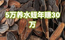 亳州水蛭干品价多少？