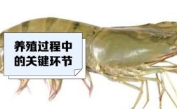 南美白对虾土塘养殖技术关键点有哪些？