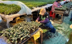 大棚草莓种植后如何精细管理？