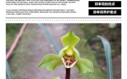 常见蕙兰品种有哪些？