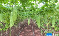 苦瓜大棚种植技术要点有哪些？