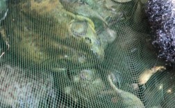 江苏南环市场牛蛙最新价格多少？