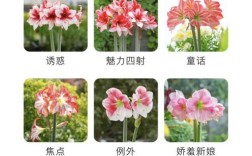 朱顶红哪个品种最好养又开花多？