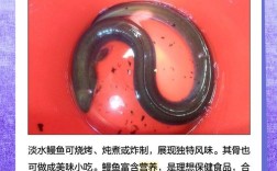 海南淡水鳗鱼养殖技术有哪些关键要点？