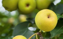 特种种植新品种水果