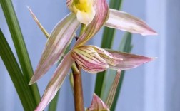 春剑兰花品种有哪些？