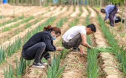 大葱种植技术全套视频，从选种到收获怎么学？