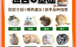 老鼠养殖技术方法有哪些关键要点？