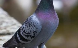 当前最优肉鸽品种是哪个？