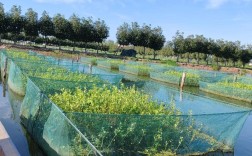 泰州生态健康养殖技术有何创新点？