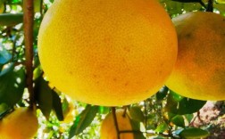 安徽适合种什么品种柚子？