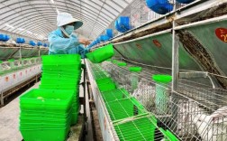 大棚养殖獭兔技术视频