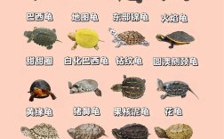 哪些龟品种价值最高？