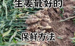 农村生姜高产种植技术要点有哪些？