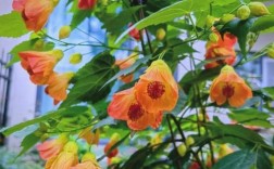 悬铃花有哪些常见品种？