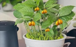 枇杷高产栽培技术视频有哪些关键要点？