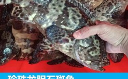 海南珍珠龙胆最新价格多少？