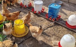 散养土鸡如何提高产蛋量？