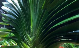 君子兰品种图片欣赏