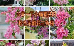 哪种三角梅品种最漂亮？