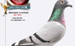 哪种肉鸽品种抗病力最强？