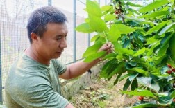 樱桃栽培技术最新视频，有哪些实用要点？