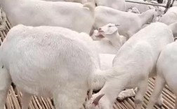 山东郓城养羊最新价格多少？