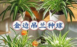 室内吊兰有哪些品种？附图片对比